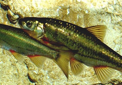 Category:Fish of Europe .
